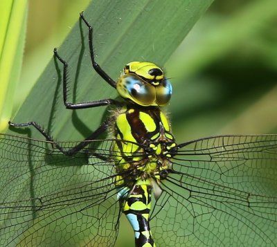 Blauwe Glazenmaker - Southern Hawker