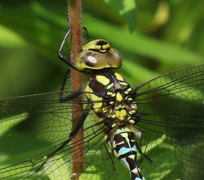 Blauwe Glazenmaker - Southern Hawker