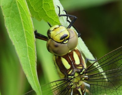 Blauwe Glazenmaker - Southern Hawker