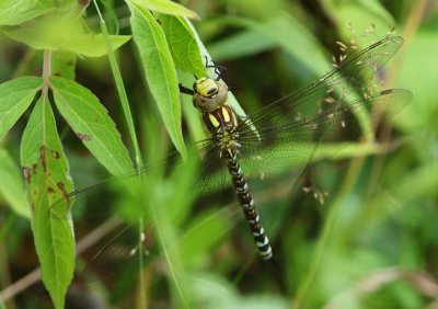 Blauwe Glazenmaker - Southern Hawker