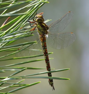 Blauwe Glazenmaker - Southern Hawker