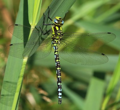 Blauwe Glazenmaker - Southern Hawker