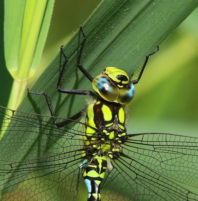 Blauwe Glazenmaker - Southern Hawker