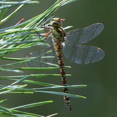 Blauwe Glazenmaker - Southern Hawker