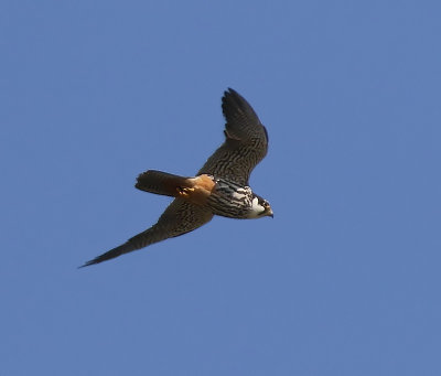 Boomvalk - Eurasian Hobby