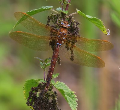 Bruine Glazenmaker - Brown Hawker
