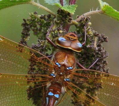 Bruine Glazenmaker - Brown Hawker