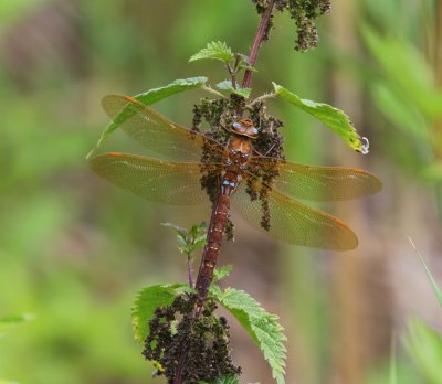 Bruine Glazenmaker - Brown Hawker