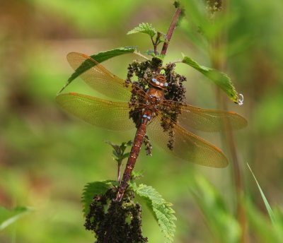 Bruine Glazenmaker - Brown Hawker
