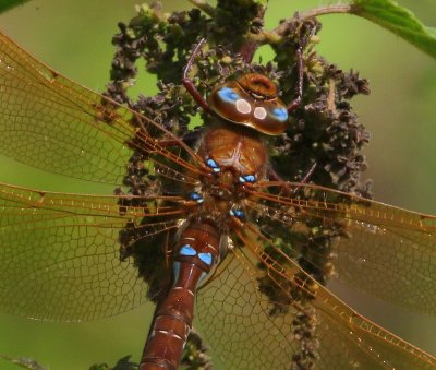 Bruine Glazenmaker - Brown Hawker