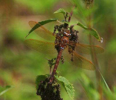 Bruine Glazenmaker - Brown Hawker