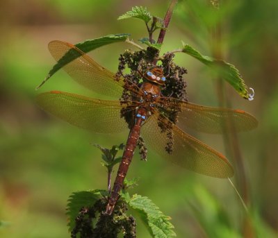 Bruine Glazenmaker - Brown Hawker