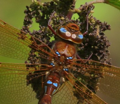 Bruine Glazenmaker - Brown Hawker