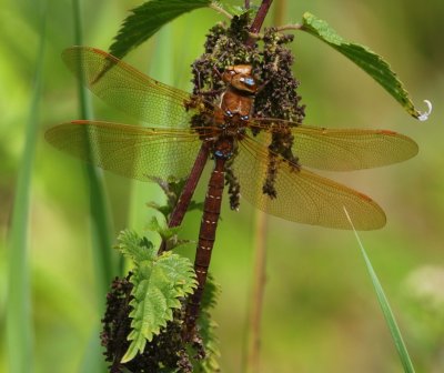 Bruine Glazenmaker - Brown Hawker