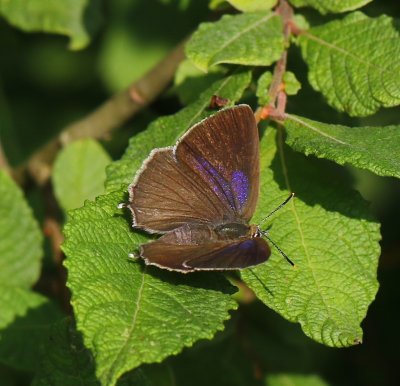 Eikenpage - Purple Hairstreak