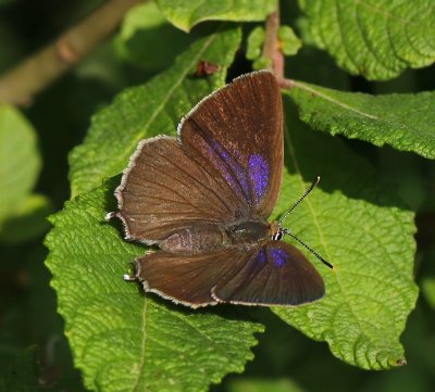 Eikenpage - Purple Hairstreak