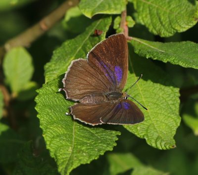 Eikenpage - Purple Hairstreak