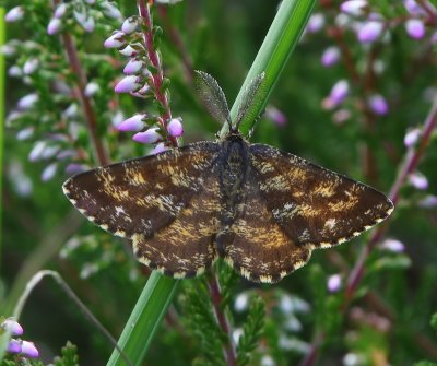 Gewone Heispanner - Common Heath