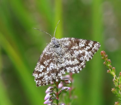 Gewone Heispanner - Common Heath