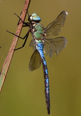 Grote Keizerlibel - Blue Emperor