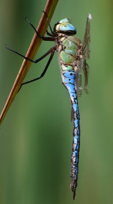 Grote Keizerlibel - Blue Emperor