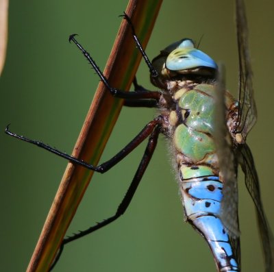 Grote Keizerlibel - Blue Emperor