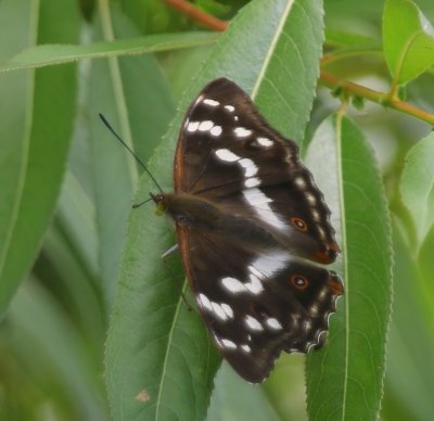 Grote Weerschijnvlinder - Purple Emperor