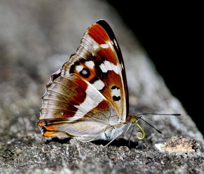 Grote Weerschijnvlinder - Purple Emperor