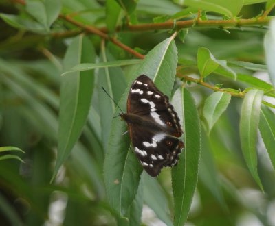 Grote Weerschijnvlinder - Purple Emperor