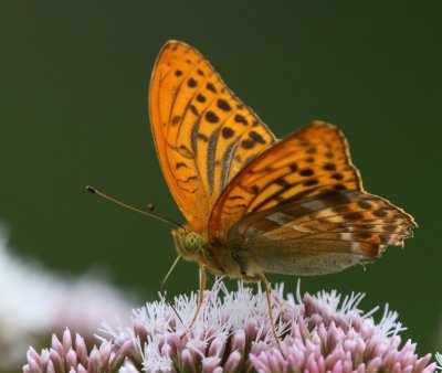 Keizersmantel - Silver-washed Fritillary