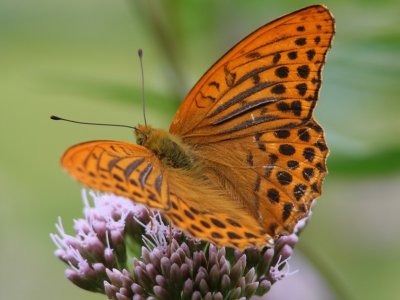 Keizersmantel - Silver-washed Fritillary