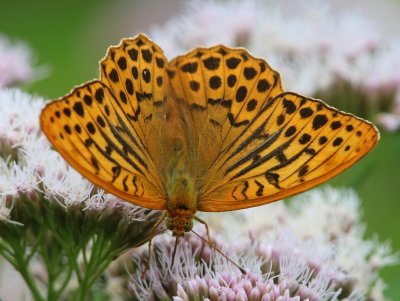 Keizersmantel - Silver-washed Fritillary