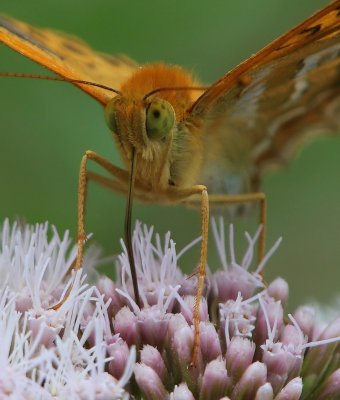 Keizersmantel - Silver-washed Fritillary