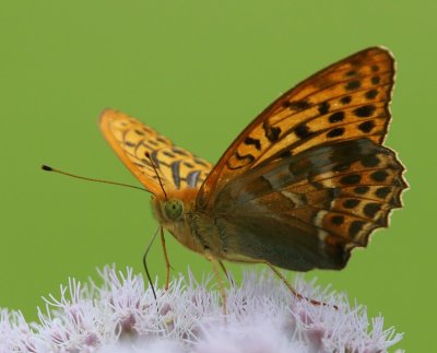 Keizersmantel - Silver-washed Fritillary