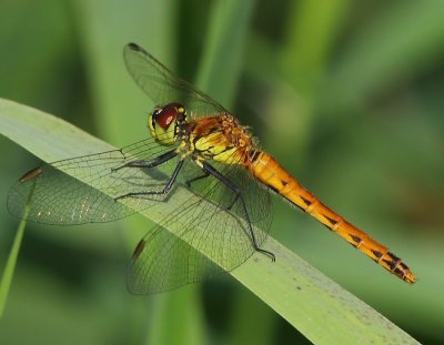 Kempense Heidelibel - Spotted Darter