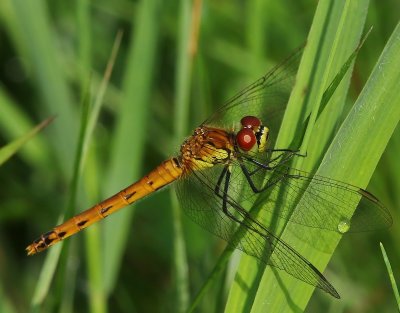 Kempense Heidelibel - Spotted Darter