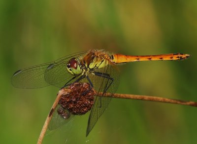 Kempense Heidelibel - Spotted Darter