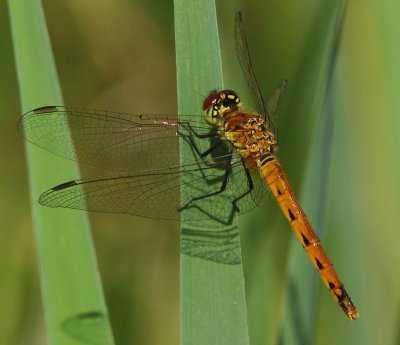 Kempense Heidelibel - Spotted Darter