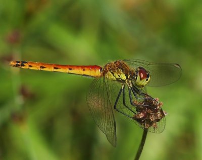 Kempense Heidelibel - Spotted Darter