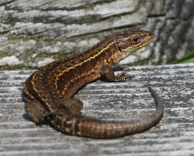 Levendbarende Hagedis - Viviparous Lizard