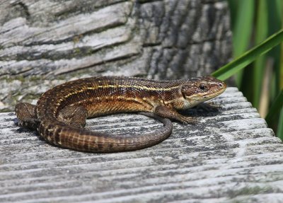 Levendbarende Hagedis - Viviparouw Lizard