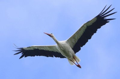 Ooievaar - White Stork