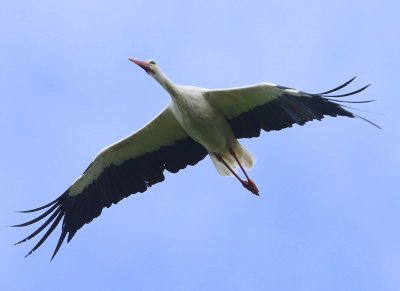 Ooievaar - White Stork