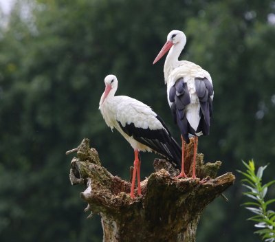 Ooievaars - White Storks