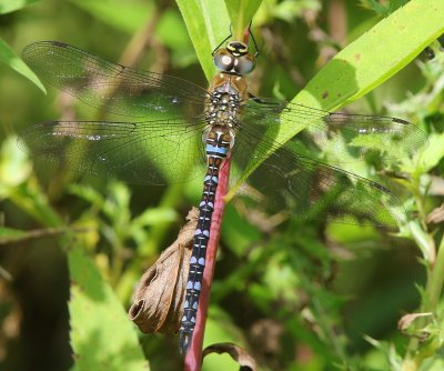 Paardenbijter - Migrant Hawker