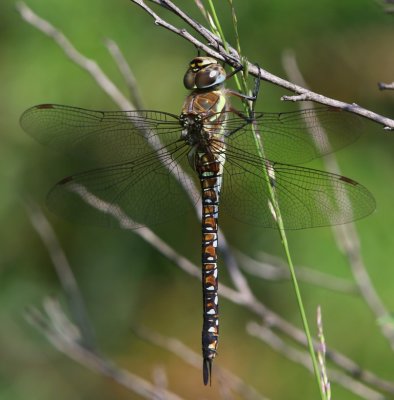Paardenbijter - Migrant Hawker