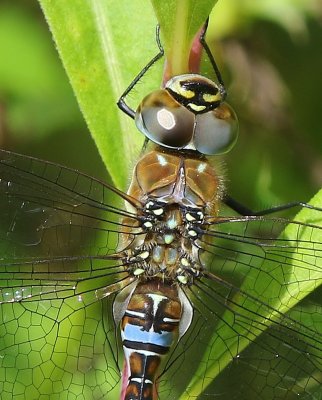 Paardenbijter - Migrant Hawker