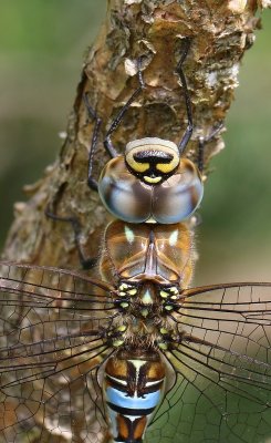 Paardenbijter - Migrant Hawker