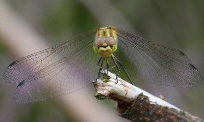 g12/91/964991/3/171860772.SYiglrAc.jpg
