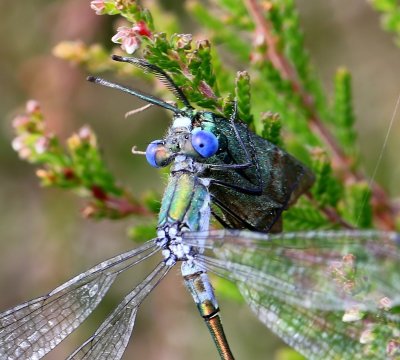 Tangpantserjuffer - Scarce Emerald Damselfly
